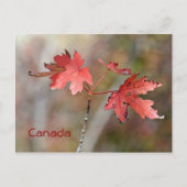 Canada Post Card - Maple Leaves Briefkaart (Voorkant)