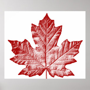 Canada Poster Canada Esdoornblad Souvenir Print