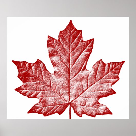 Canada Poster Canada Esdoornblad Souvenir Print (Voorkant)