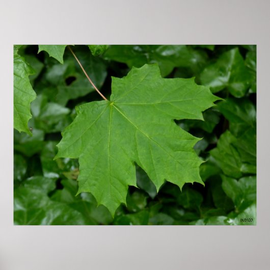 Canada Poster Canada Maple Leaf Souvenir Print (Voorkant)