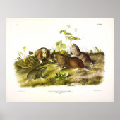 Canada Pouched Rat (Plains Pocket Gopher) Audubon Poster (Voorkant)