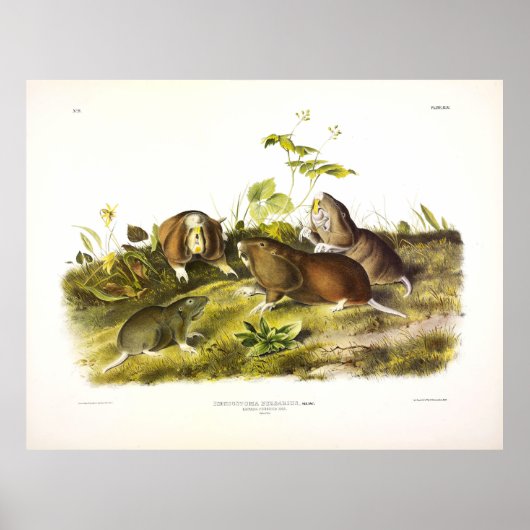Canada Pouched Rat (Plains Pocket Gopher) Audubon Poster (Voorkant)