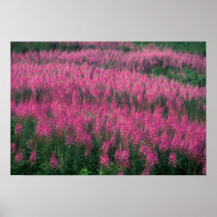 Canada, Quebec, Gaspe. Paarse Lythrum Bloemen, Poster