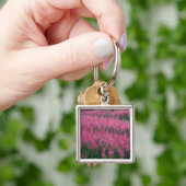 Canada, Quebec, Gaspe. Paarse Lythrum Bloemen, Sleutelhanger (Hand)