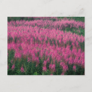 Canada, Quebec, Gaspe. Paarse Lythrum Flowers, Briefkaart