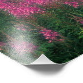 Canada, Quebec, Gaspe. Paarse Lythrum Flowers, Foto Afdruk (Hoek)