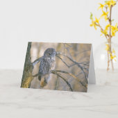 Canada, Quebec. Grote grijze uil in de boom Kaart (Gele Bloem)