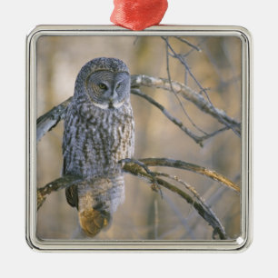 Canada, Quebec. Grote grijze uil op boom Metalen Ornament