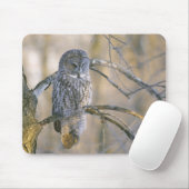 Canada, Quebec. Grote grijze uil op de boom Muismat (Met muis)