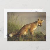 Canada, Quebec. Rode vos welp bij zonsopgang Briefkaart (Voorkant / Achterkant)