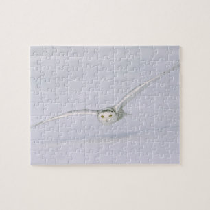 Canada, Quebec. Sneeuwuil vliegt laag over sneeuw. Legpuzzel