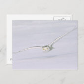 Canada, Quebec. Snowy owl vliegt laag over sneeuw. Briefkaart (Voorkant / Achterkant)