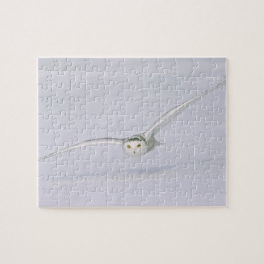 Canada, Quebec. Snowy owl vliegt laag over sneeuw. Legpuzzel (Horizontaal)