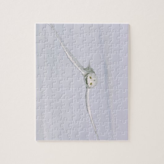 Canada, Quebec. Snowy owl vliegt laag over sneeuw. Legpuzzel (Verticaal)