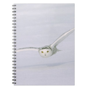 Canada, Quebec. Snowy owl vliegt laag over sneeuw. Notitieboek