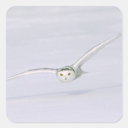 Canada, Quebec. Snowy owl vliegt laag over sneeuw. Vierkante Sticker (Voorkant)