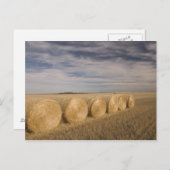 Canada, Saskatchewan, Craik: Hayrolls/Autumn Briefkaart (Voorkant / Achterkant)
