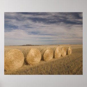 Canada, Saskatchewan, Craik: Hayrolls/Autumn Poster