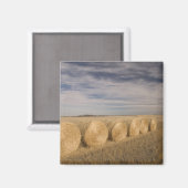 Canada, Saskatchewan, Craik: Hooibalen / Herfst Magneet (Voorkant / Achterkant)