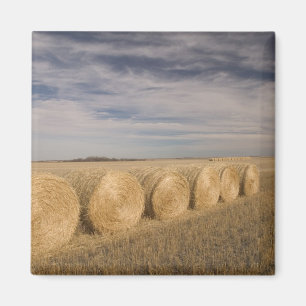 Canada, Saskatchewan, Craik: Hooibalen / Herfst Magneet