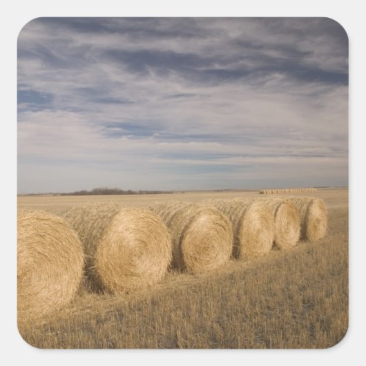 Canada, Saskatchewan, Craik: Hooibalen / Herfst Vierkante Sticker (Voorkant)