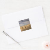 Canada, Saskatchewan, Craik: Hooibalen / Herfst Vierkante Sticker (Envelop)