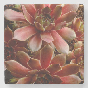 Canada, . Succulent plant Stenen Onderzetter
