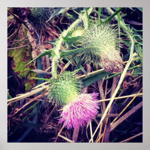 Canada Thistle Poster