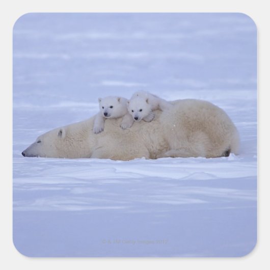 Canada Vierkante Sticker (Voorkant)