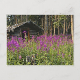 Canada, Yukon, Ross River gebied, Verlaten hut Briefkaart