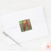 Canada, Yukon, Zwarte Sparappels Vierkante Sticker (Envelop)