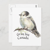 Canada's National Bird Grey Gray Jay, Whiskey Jack Briefkaart (Voorkant / Achterkant)