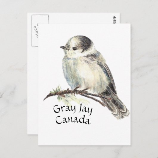 Canada's National Bird Grey Gray Jay, Whiskey Jack Briefkaart (Voorkant / Achterkant)