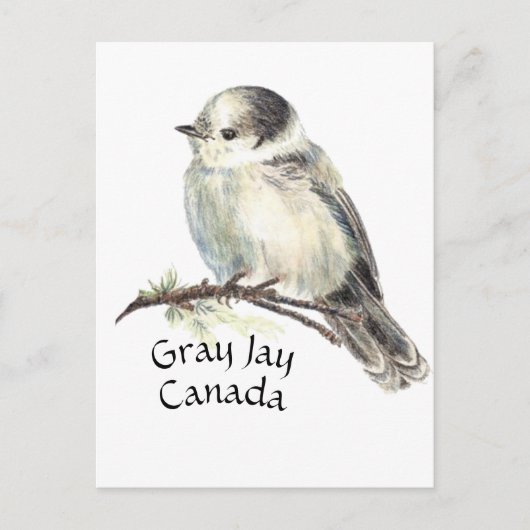 Canada's National Bird Grey Gray Jay, Whiskey Jack Briefkaart (Voorkant)