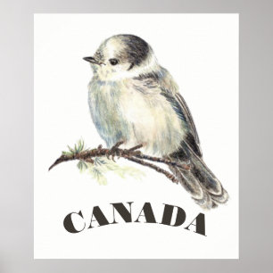 Canada's National Bird Grey Gray Jay, Whiskey Jack Poster