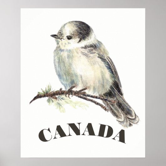 Canada's National Bird Grey Gray Jay, Whiskey Jack Poster (Voorkant)