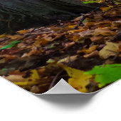 Canadees bos op zonlicht poster (Hoek)