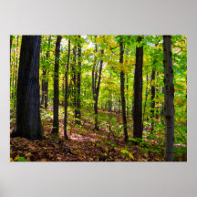 Canadees bos op zonlicht