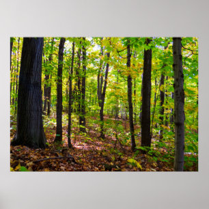 Canadees bos op zonlicht poster