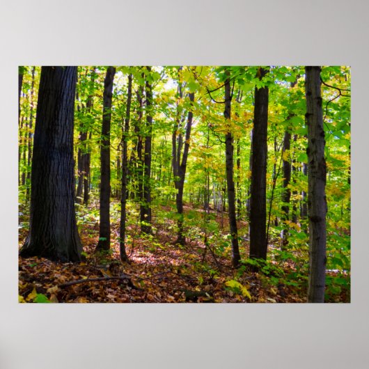 Canadees bos op zonlicht poster (Voorkant)