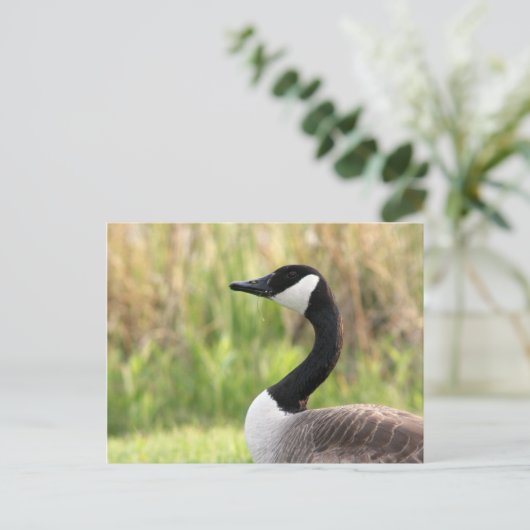 Canadees Goose Briefkaart (Staand voorkant)