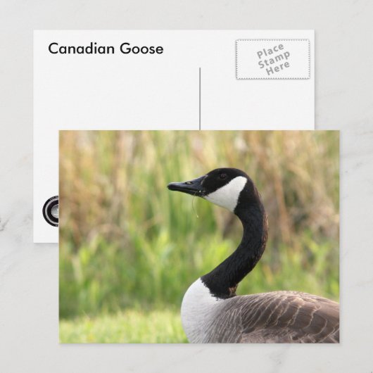 Canadees Goose Briefkaart (Voorkant / Achterkant)