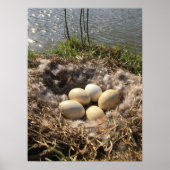 Canadees Goose Nest met eieren op een Poster van P (Voorkant)
