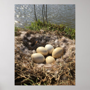 Canadees Goose Nest met eieren op een Poster van P