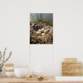 Canadees Goose Nest met eieren op een Poster van P (Keuken)