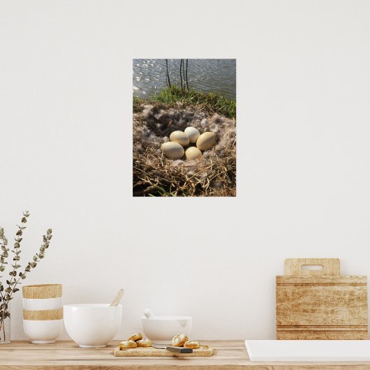 Canadees Goose Nest met eieren op een Poster van P (Keuken)