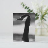 Canadees Goose Portrait Briefkaart (Staand voorkant)