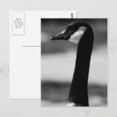 Canadees Goose Portrait Briefkaart (Voorkant / Achterkant)