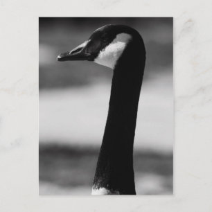 Canadees Goose Portrait Briefkaart