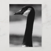 Canadees Goose Portrait Briefkaart (Voorkant)